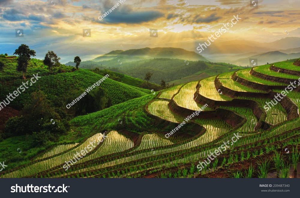 Ruộng bậc thang Tây Bắc MRBT-030